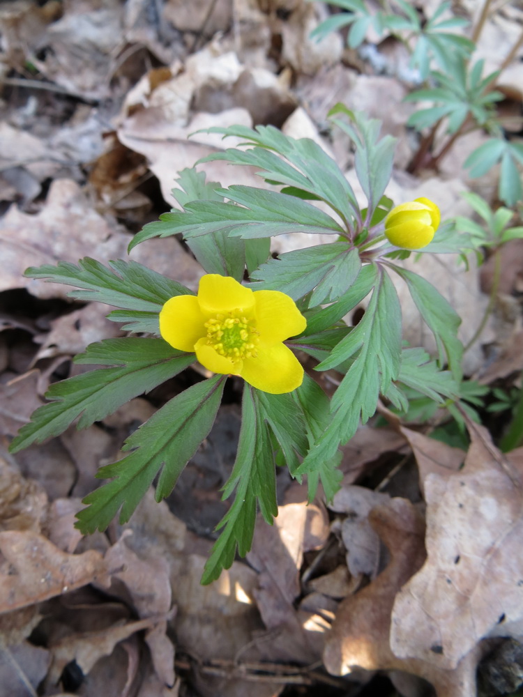 Изображение особи Anemone ranunculoides.