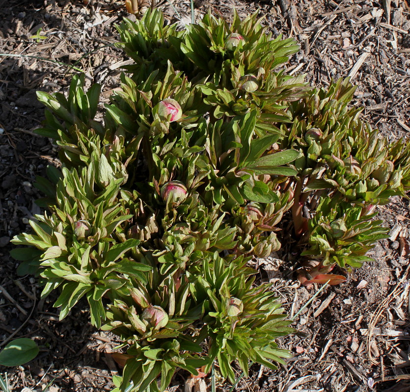 Image of genus Paeonia specimen.