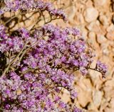 Limonium pruinosum