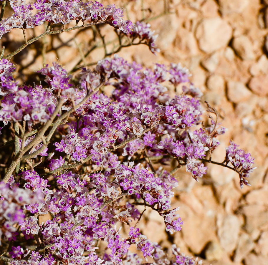 Изображение особи Limonium pruinosum.