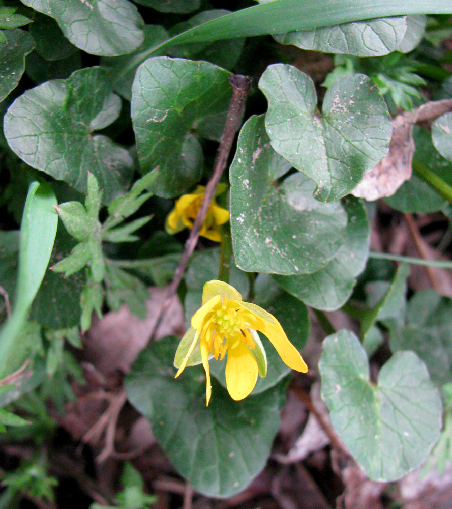 Image of Ficaria calthifolia specimen.