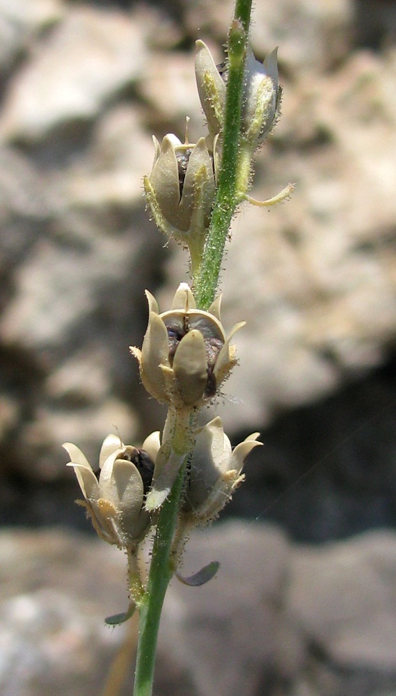 Изображение особи Linaria simplex.