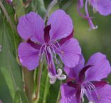 Chamaenerion angustifolium