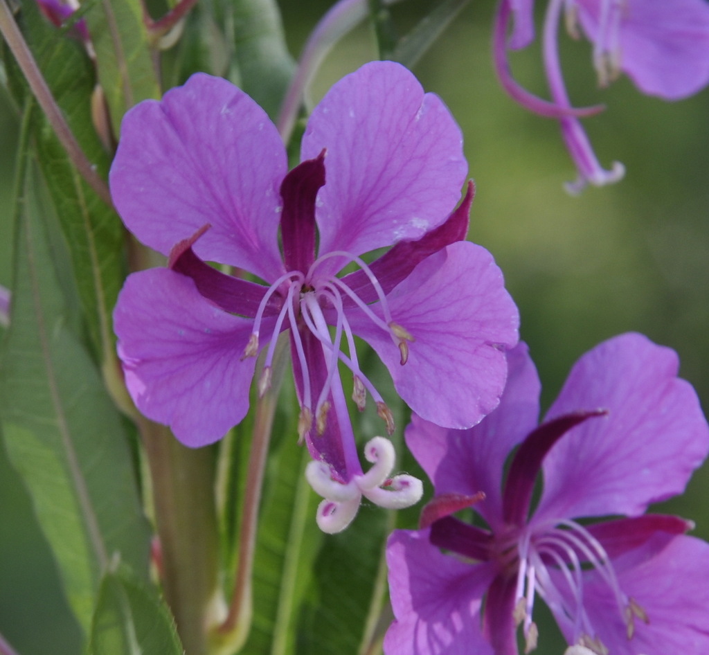 Изображение особи Chamaenerion angustifolium.