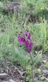 Verbascum phoeniceum