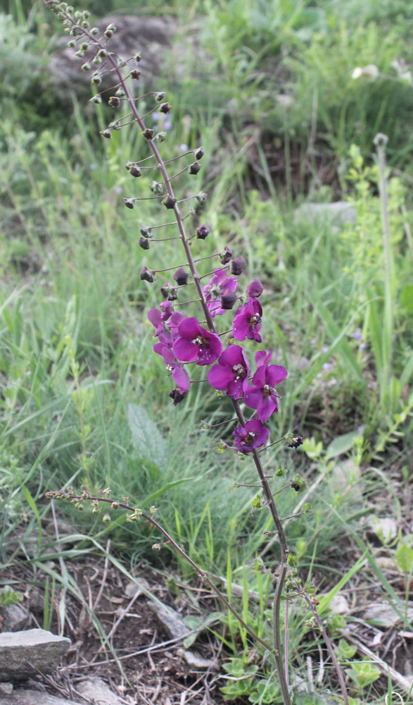 Изображение особи Verbascum phoeniceum.