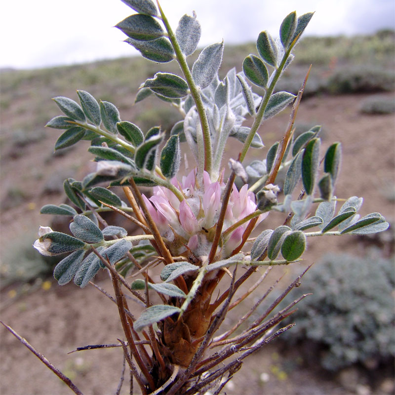 Image of Astragalus meyeri specimen.