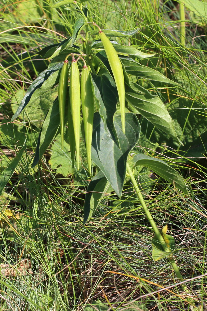 Image of Vincetoxicum intermedium specimen.