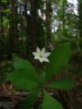 Trientalis europaea