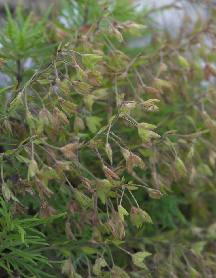 Image of Veronica caucasica specimen.