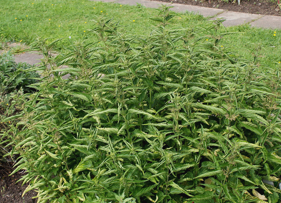 Image of Urtica dioica specimen.