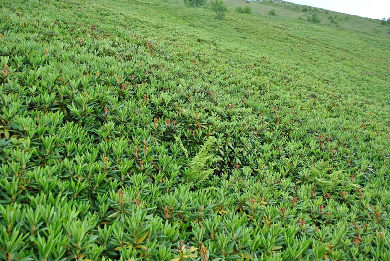 Изображение особи Rhododendron caucasicum.