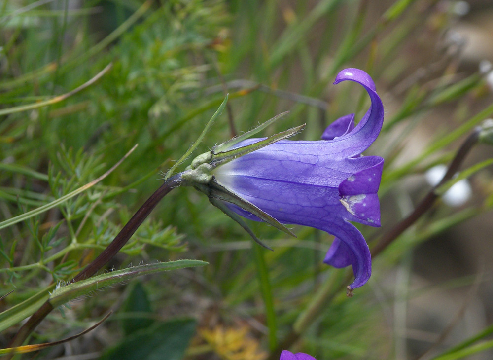 Изображение особи Campanula ciliata.