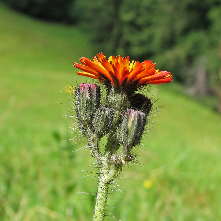 Изображение особи Pilosella aurantiaca.