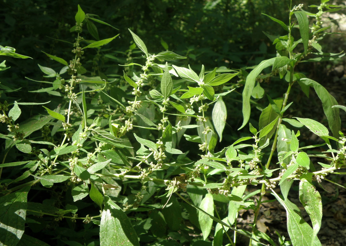 Изображение особи Parietaria officinalis.