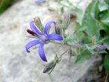 Sergia regelii