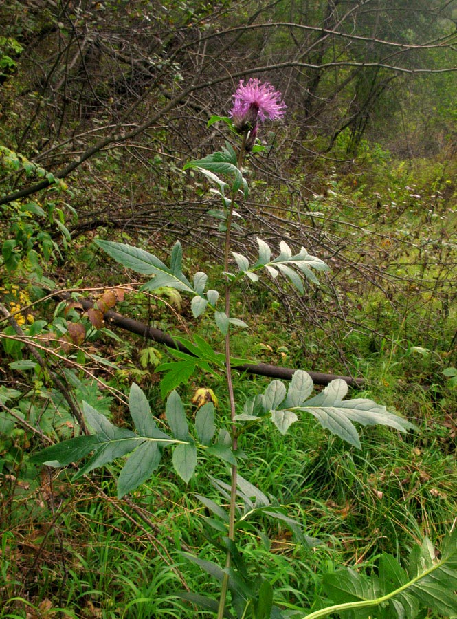 Изображение особи Serratula coronata.