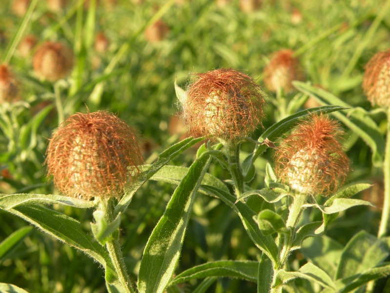 Image of Centaurea trichocephala specimen.