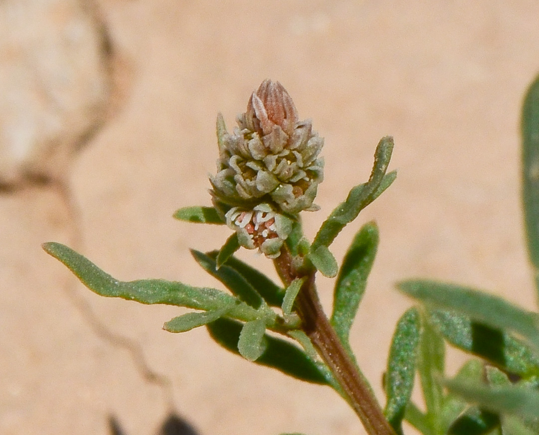 Image of Reseda alba ssp. decursiva specimen.