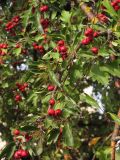 Crataegus sphaenophylla. Ветвь с плодами. Крым, Севастополь, пос. Любимовка, двор муз. школы. 23 сентября 2013 г.