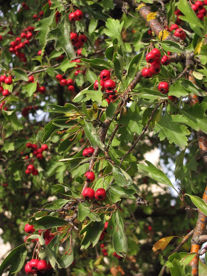 Изображение особи Crataegus sphaenophylla.