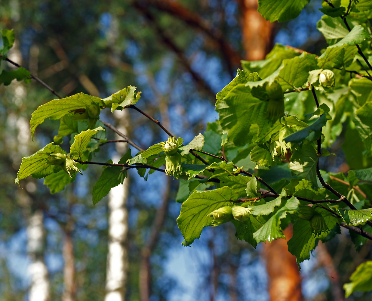 Изображение особи Corylus avellana.