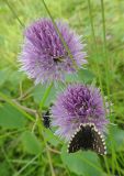 Allium maximowiczii