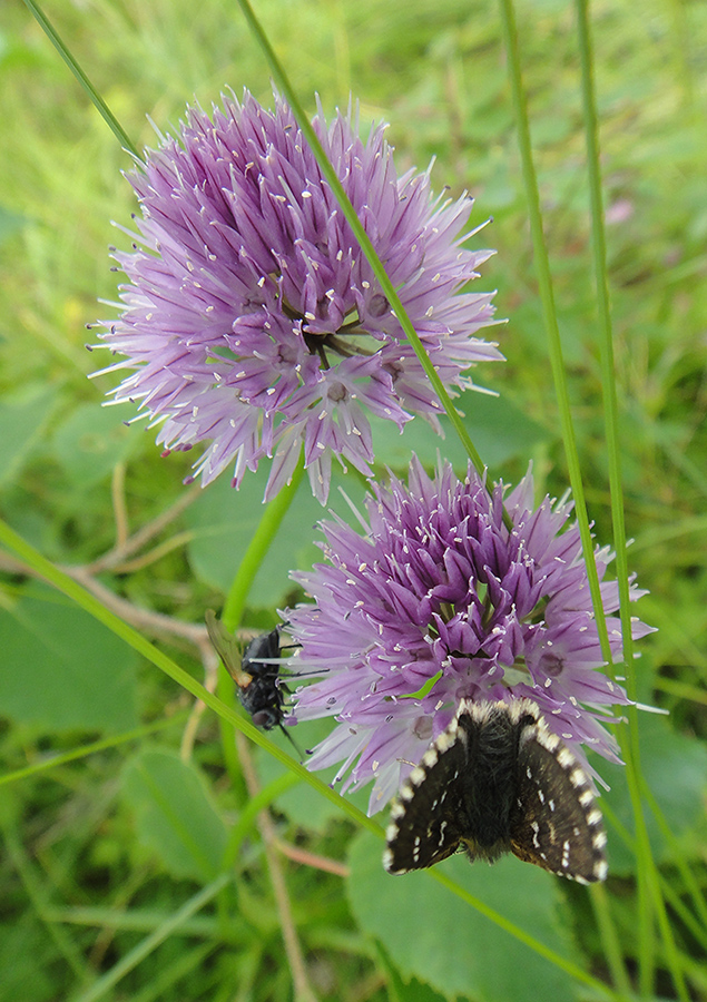 Image of Allium maximowiczii specimen.