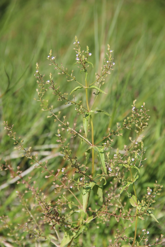 Image of Veronica anagallis-aquatica specimen.