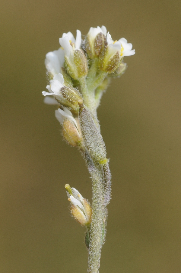 Image of Draba cana specimen.