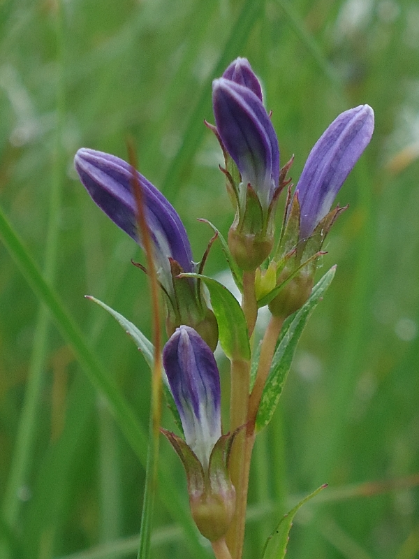 Image of Lobelia sessilifolia specimen.
