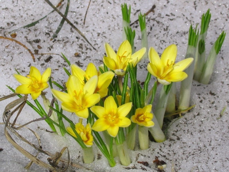 Image of Crocus flavus specimen.