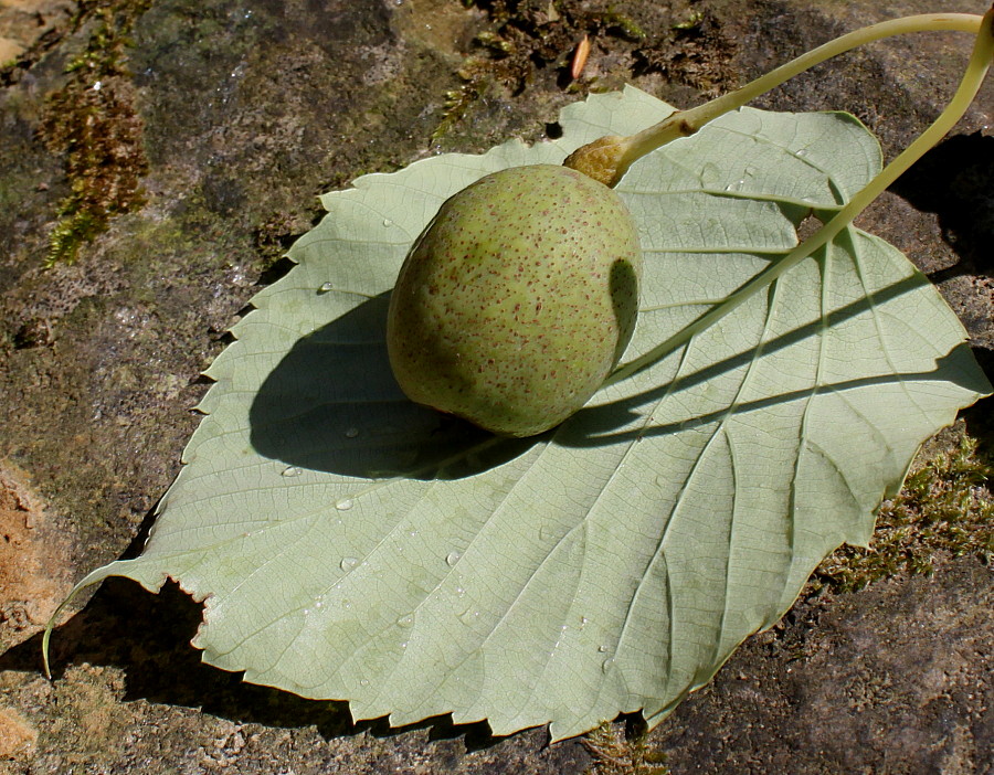 Image of Davidia involucrata var. vilmoriniana specimen.