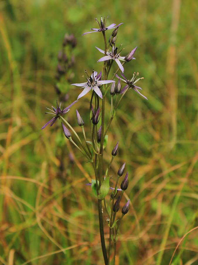 Image of Swertia perennis specimen.