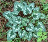 Cyclamen persicum. Вегетирующее растение. Израиль, Шфела, лес Бен Шемен. 13.01.2014.