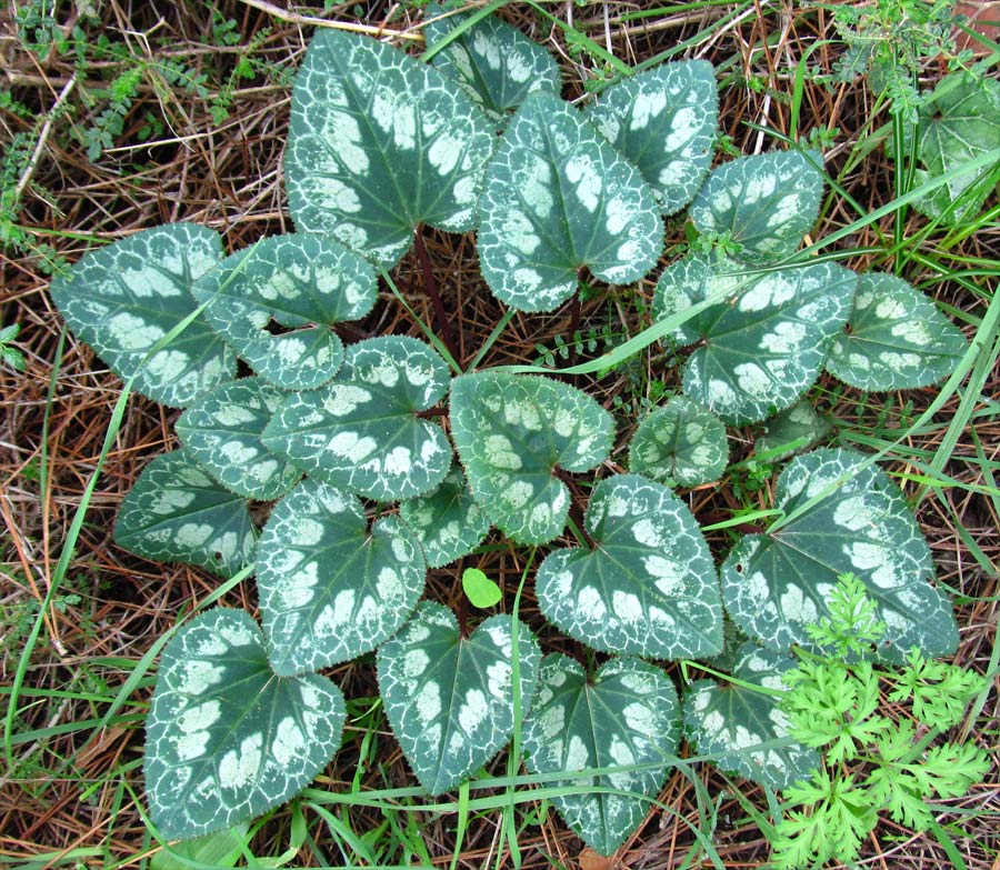 Image of Cyclamen persicum specimen.