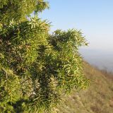 Juniperus deltoides. Часть кроны дерева. Краснодарский край, Абинский р-н, хр. Грузинка, гора Шизе. 02.11.2013.