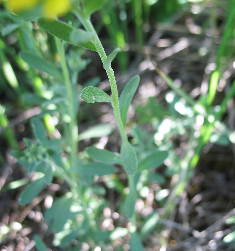 Image of Alyssum gmelinii specimen.