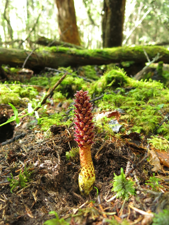 Image of Boschniakia rossica specimen.