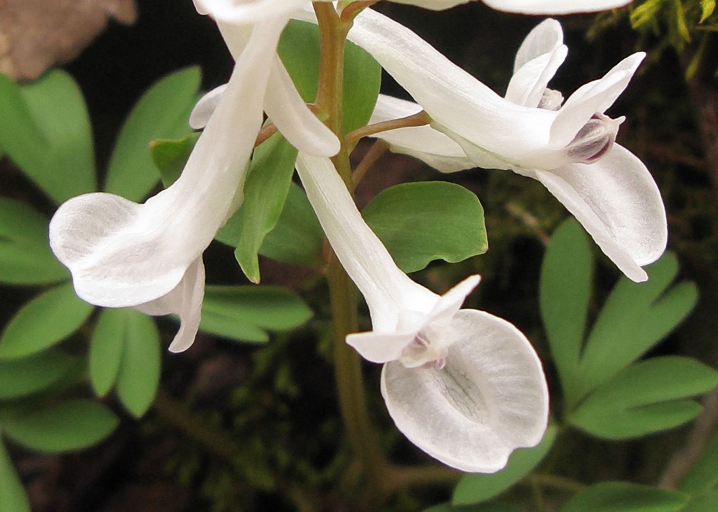 Image of Corydalis teberdensis specimen.