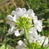 Alliaria petiolata. Соцветие. Краснодарский край, г. Новороссийск, скальнодубово-можжевеловое редколесье, вблизи горного ручья. 22.03.2014.