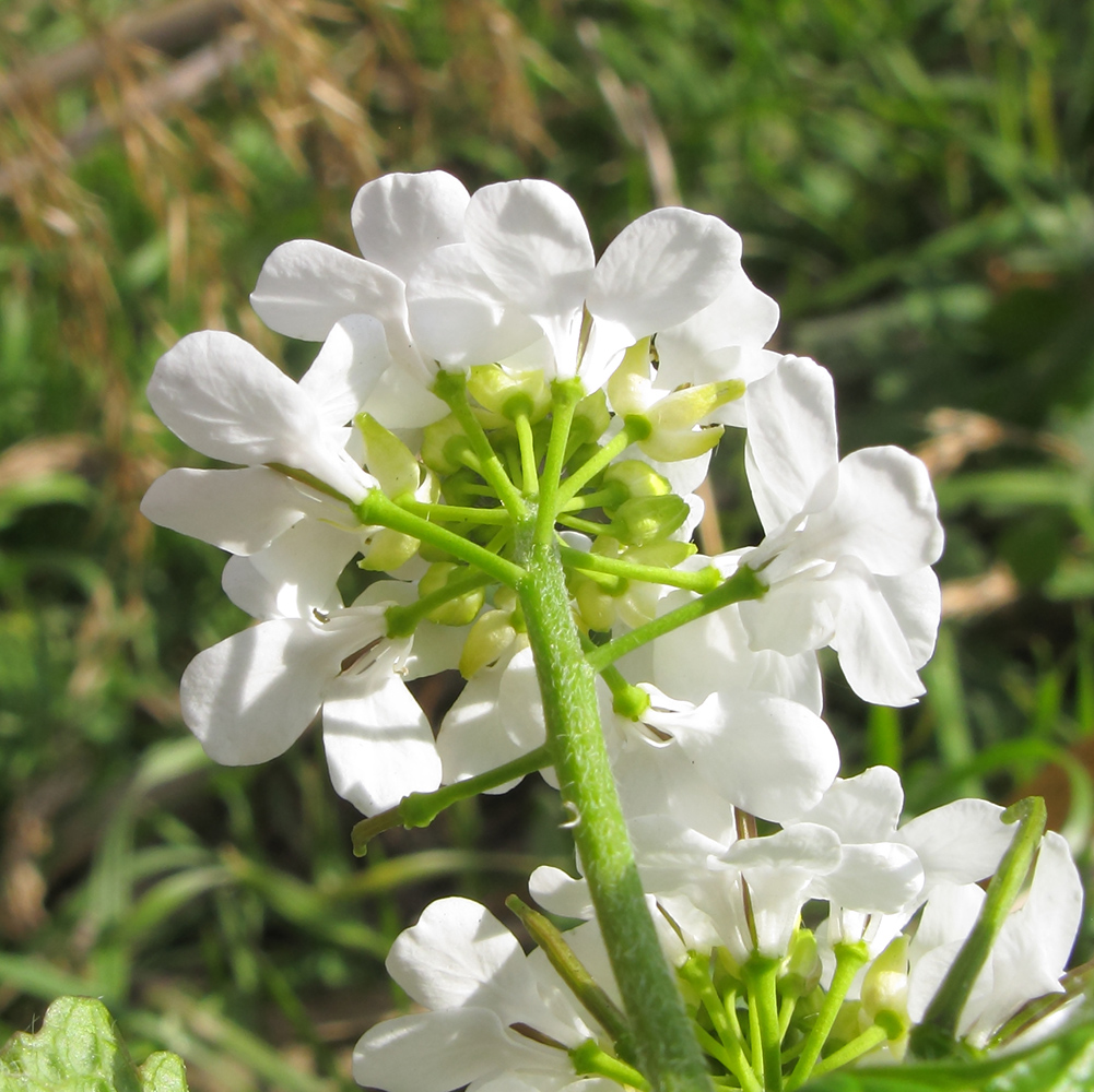 Image of Alliaria petiolata specimen.