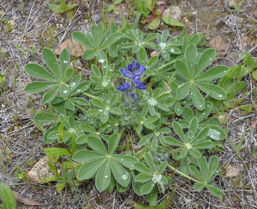 Изображение особи Lupinus micranthus.