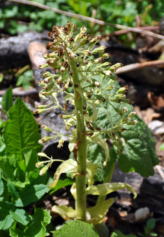 Image of Petasites albus specimen.