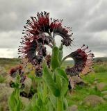 Solenanthus stamineus