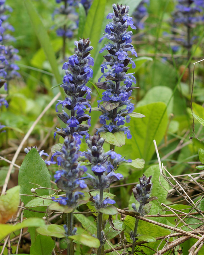 Image of Ajuga reptans specimen.