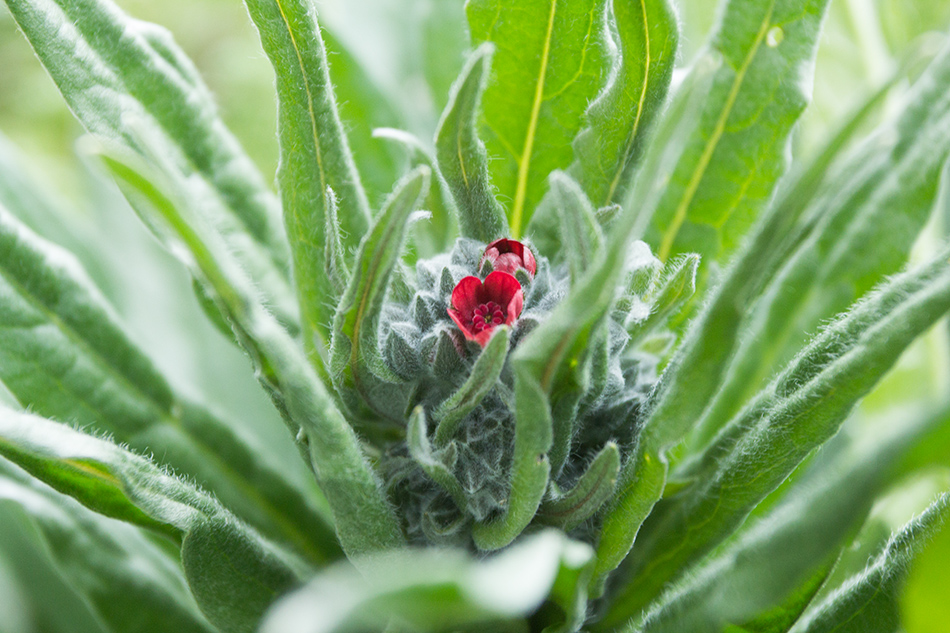 Image of Cynoglossum officinale specimen.