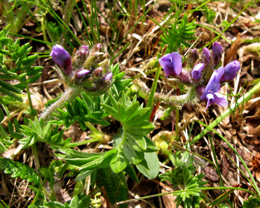 Изображение особи Oxytropis alpina.