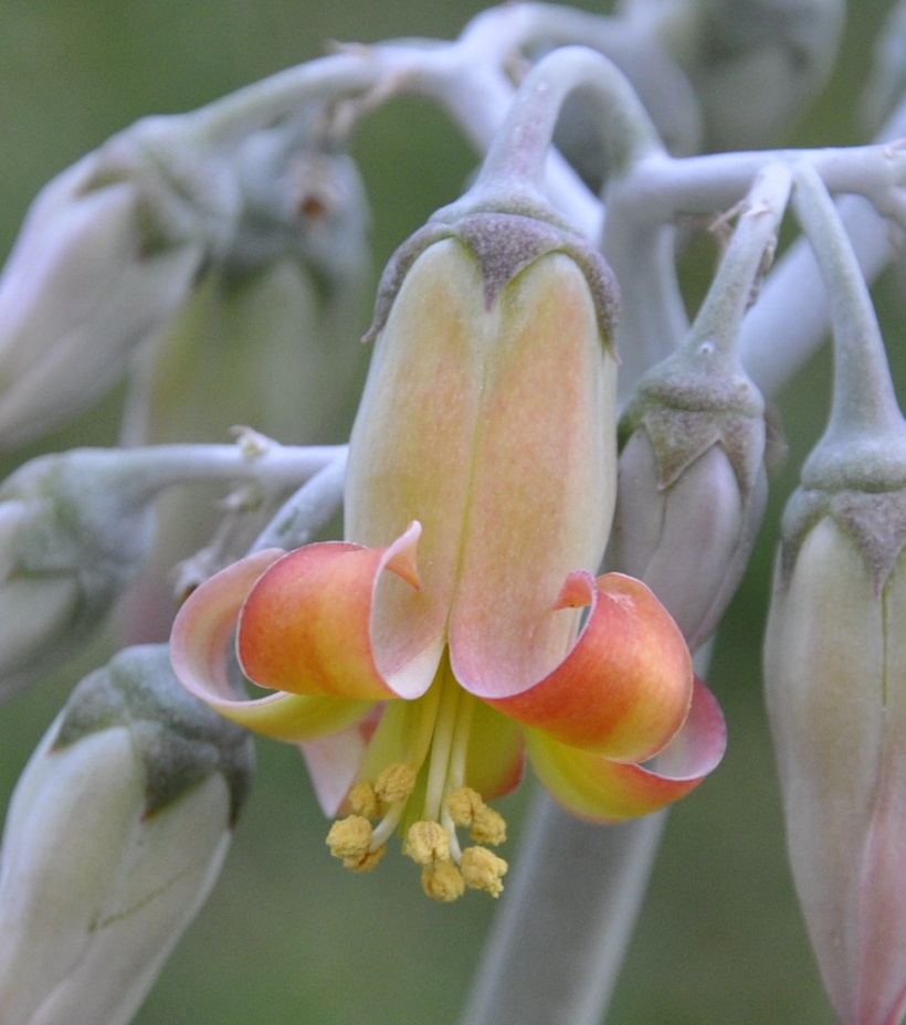 Image of Cotyledon orbiculata specimen.