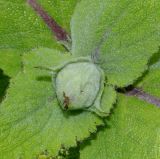 Salvia sclarea. Верхушка побега с почкой. Германия, г. Дюссельдорф, Ботанический сад университета. 02.06.2014.